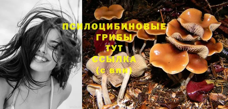 магазин продажи   Мостовской  Галлюциногенные грибы Psilocybine cubensis 